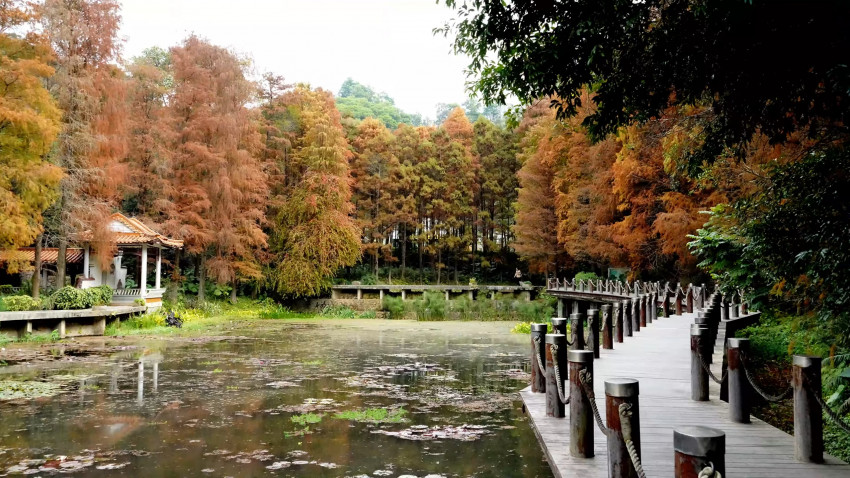 仙湖遊
