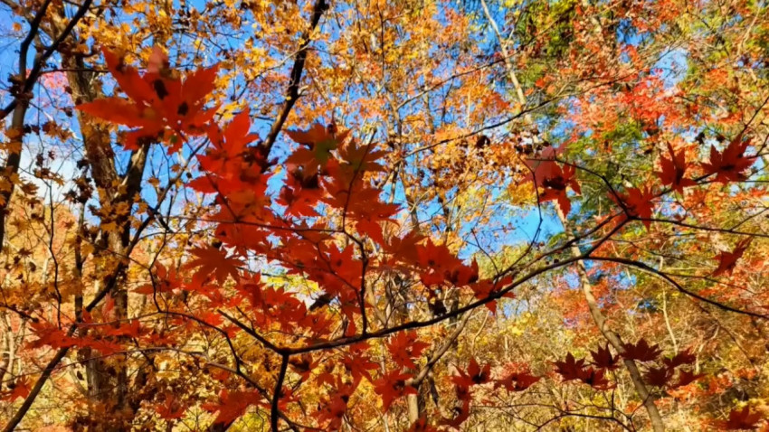 中國大東北 // 長白山 關門山國家森林公園 // 賞楓好時節