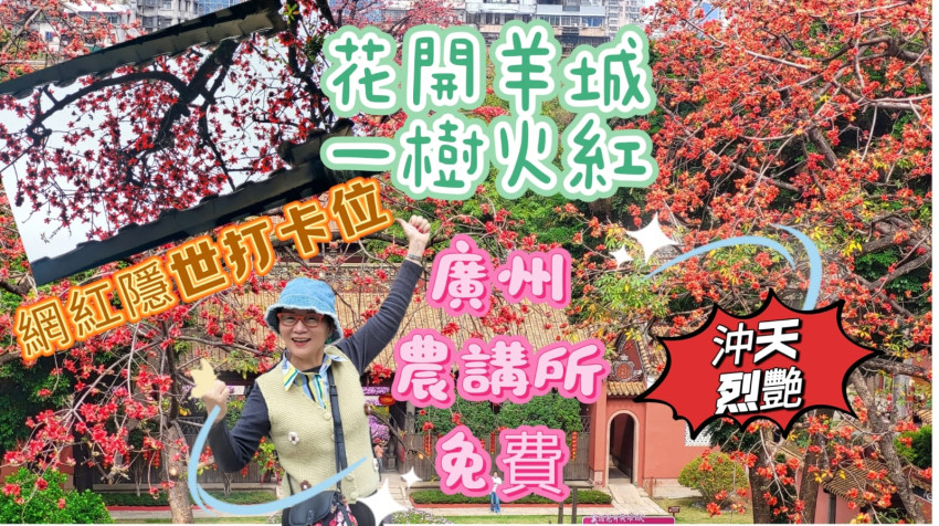 花開羊城 一樹火紅 // 六百多的學宮 // 二百多年木棉樹 // 網紅隱世打卡位 //春日賞花 // 農講所